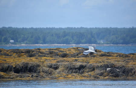 Great blue heron bird flying over the coast in Casco Bay.の写真素材