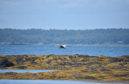 Beautiful great blue heron flying in Casco Bay in the summer time.の写真素材