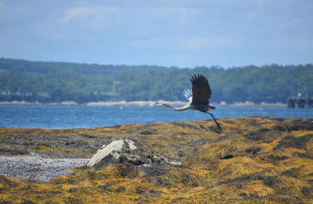 Great blue heron with feathers spread on the wings in flight.の写真素材