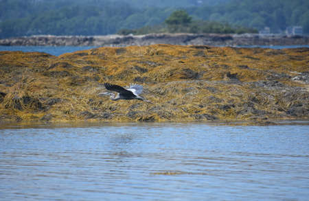 Beautiful great blue heron with wings stretched in flight in Casco Bay.