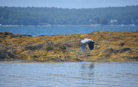Wings flapping on a great blue heron bird in Casco Bay Maine.の写真素材