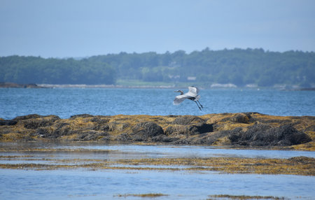 Casco bay with a beautiful flying great blue heron bird with wings extended.の写真素材
