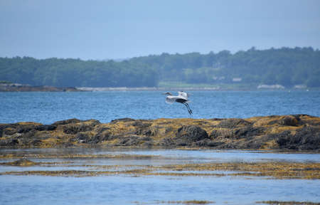 Large blue egret taking off in flight from a bed of seaweed.の写真素材