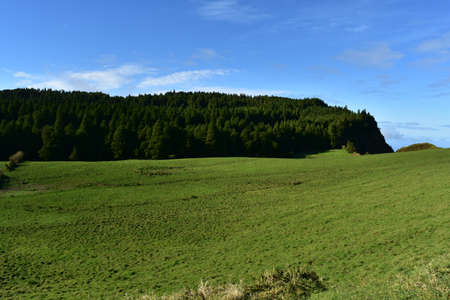 Dark trees lining a hillside on Sao Miguel in the Azores of Portugal.の写真素材
