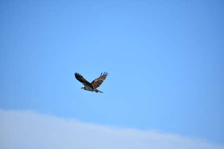 Osprey bird with wings spread flying over a cloud in the sky.