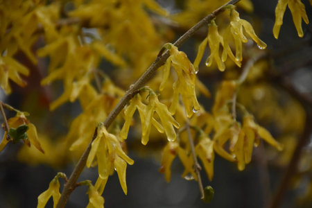 Close up look of raindrops clinging to the petals of yellow forsythia bushes.の写真素材