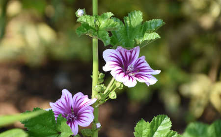 Garden with pretty purple geranium blossoms blooming.