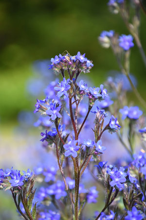 Gorgeous tiny blue flower blossoms blooming in clusters.
