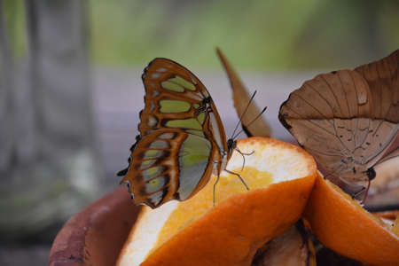 Side profile of a green and brown malachite butterfly on an orange.の写真素材