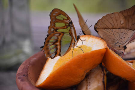 Beautiful malachite butterfly on an orange drawing on the fruits nectar.の写真素材