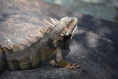 Grey and orange iguana lizard with claws on a rock.