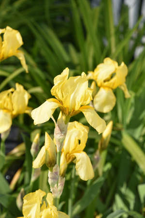 Very pretty flowering yellow bearded irises blooming in the spring.