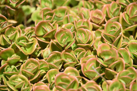 Ground cover with green and pink leaves in a desert garden.の写真素材