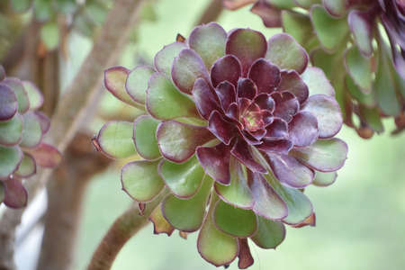 Rosette of red and green leaves on a succulent plant in a garden.の写真素材