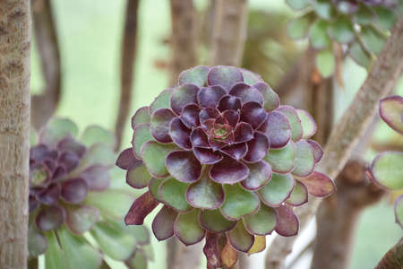 Garden with a red and green succulent plant growing.の写真素材