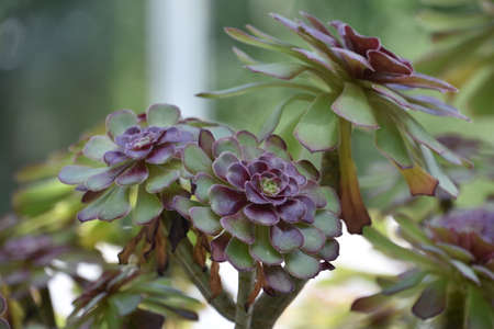 Beautiful red and green leaves on a succulent in a garden.の写真素材