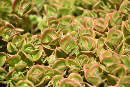 Succulent plants with pink tipped green leaves in a pattern.の写真素材