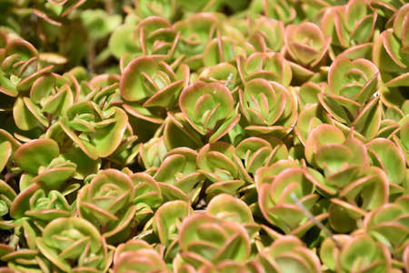 Pink and green leaves growing in a succulent garden on a summer day.の写真素材