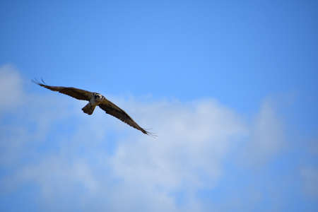 Wind ruffling the feathered wings of an osprey in flight.