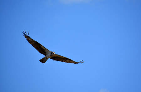 Beautiful osprey in flight with wings outstretched against a blue sky.の写真素材