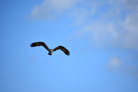 Osprey on the hunt and in flight in Casco Bay Maine.