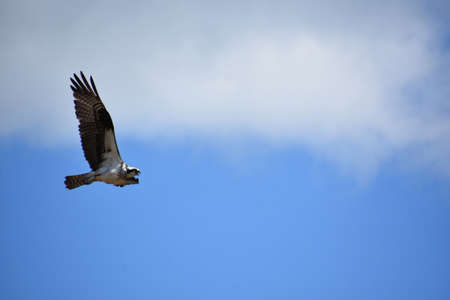 Beautiful ospreyw ith feathered wings stretched out in flight.