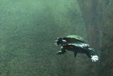 Australian snake necked turtle swimming along in murky waters.