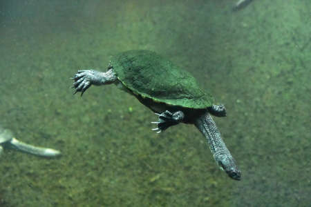 Snake necked turtle swimming along in murky water with his neck stretched out.