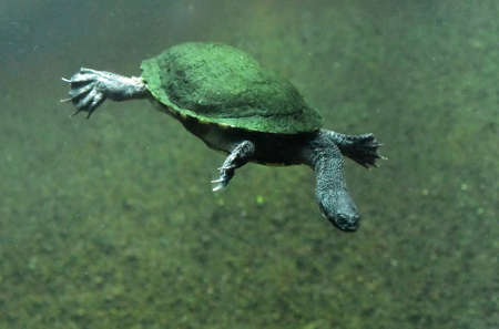 Australian snake necked turtle swimming along under the water with its neck extended.の写真素材