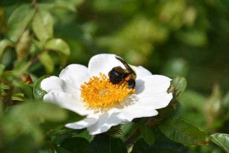 Amazing bee pollinating a white rugosa rose blooming and flowering.の写真素材