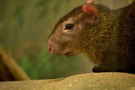 Terrific close up capture of a Brazilian Agouti with whiskers sticking out.の写真素材