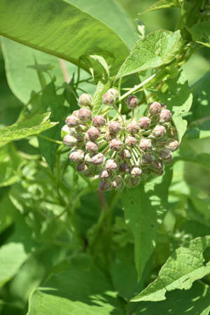 Pretty cluster of flower buds on a common milkweed plant in a garden.の写真素材