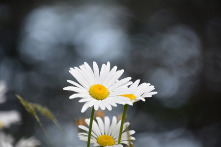 Very pretty flowering wildflowers blooming in the spring time.