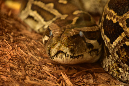 Direct look into the face of a python coiled on wood chips.