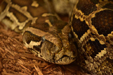 Coiled up patterned skin Burmese python snake on wood chips.の写真素材