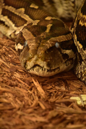 Coiled scaled Burmese python snake looking angry with milky opalescent eyes.