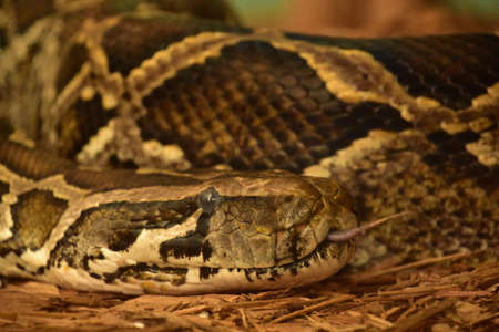 Up close with a Burmese python snake sticking out its tongue.の写真素材