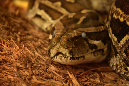 A large coiled Burmese Python snake coiled on wood chips.