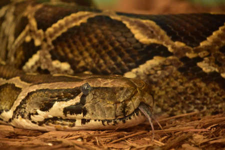 Coiled Burmese python snake sticking out a forked tongue on wood chips.の写真素材