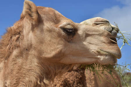 Close up look at a bactrian camel.の写真素材