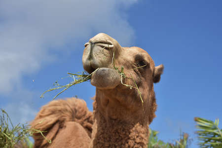 Cute shaggy camel chewing on hay.の写真素材