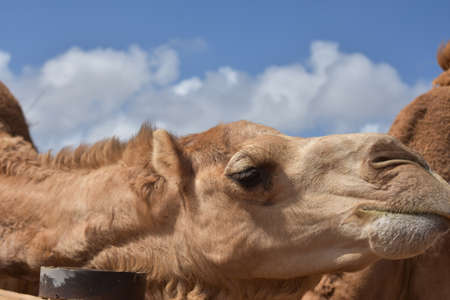 Pair of cuddling camels up close and personal