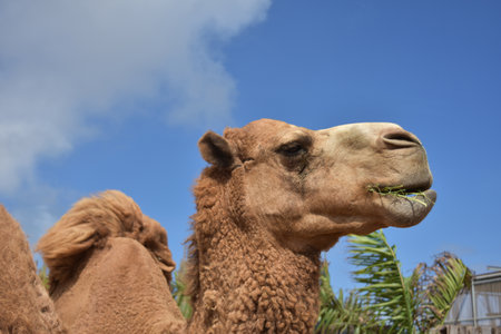 Ruminating close up camel standing sideways on a sunny day.