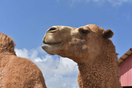 Great look at a dromedary camel on the Island of Aruba.