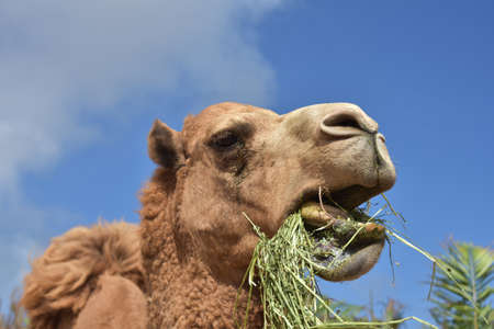 Camel chewing on hay with this mouth open.の写真素材
