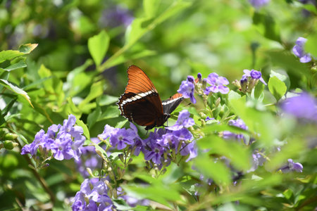 Orange with and black butterfly in a garden with purple flowers.