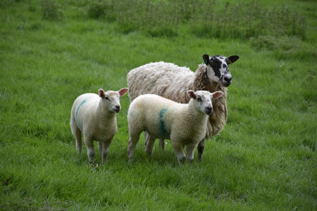 Three sheep standing in a grass field in the spring time.