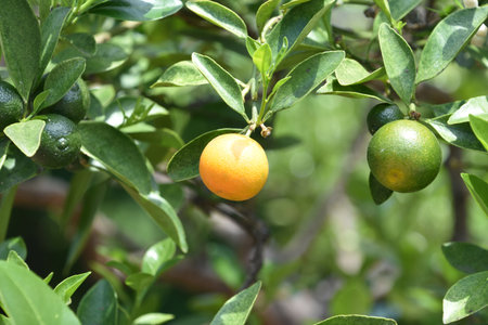 Tree with both green and orange calamondin fruit hanging from a branch.