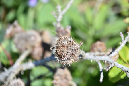 Protruding thorns and briars on a bramble seed pod in the wild.