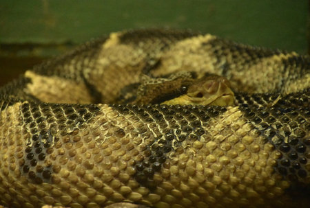 Amazing look at a coiled up bushmaster snake with tan and black scales.